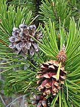 Pinus contorta 8401