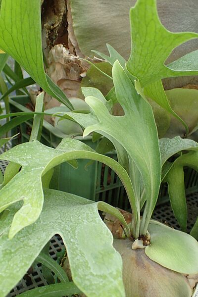 Platycerium wallichii kz01