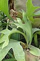 Platycerium wallichii kz01