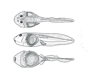 Pleurodema cordobae tadpole actual