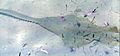 Pristis pectinata (smalltooth sawfish) (Bimini, western Bahamas)