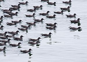 Puffinus griseus -near Avila Beach, California, USA -many-8a (2)