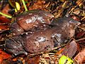 Purple frog mating by Nihal Jabin