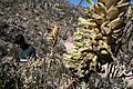 Puya herzogii Wittm. (3201457581)