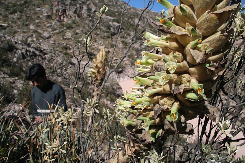 Puya herzogii Wittm. (3201457581)