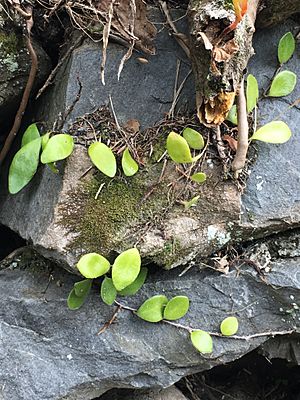 Pyrrosia eleagnifolia by Tim Park