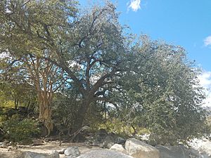Quercus brandegeei 13650125.jpg