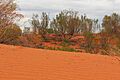 Red Sand Dune, Queensland, Australia