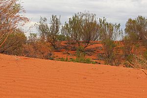 Red Sand Dune, Queensland, Australia