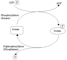 Reversible phosphorylation