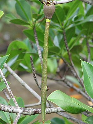 Rhizophora mucronata Propagules.jpg