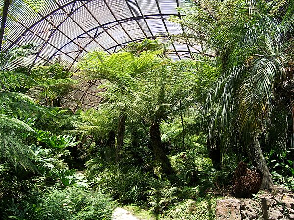 Rippon LEa fernery