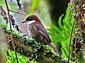 Roraimia adusta - Roraiman Barbtail; Gran Sabana, Venezuela