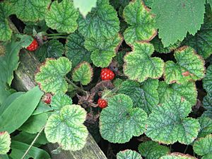 Rubus pectinellus trilobus (20983546255).jpg