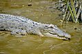 Saltwater Crocodiles of Sundarbans 03