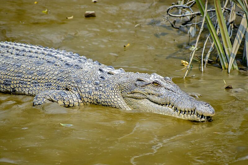 Saltwater Crocodiles of Sundarbans 03
