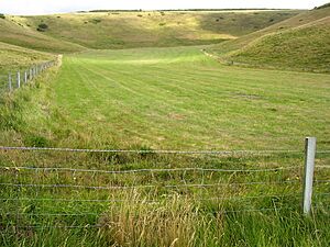 Scratchy bottom dorset