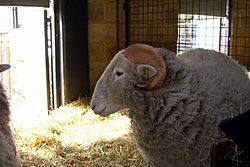 Sheep at Freightliner Farm