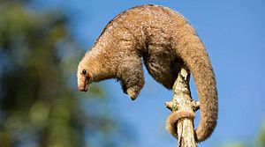 Silky Anteater cropped