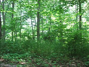 Site of the Burris House at Lockport