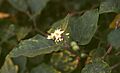 Solanum torvum 2