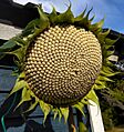 Solros - Sunflower (Helianthus annuus) - Ystad-2024