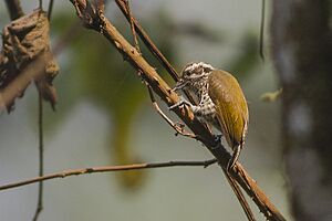 Speckled Piculet Pangolakha Wildlife Sanctuary East Sikkim India 11.04.2016.jpg