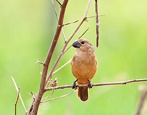 Sporophila collaris -Dourados, Mato Grosso do Sul, Brazil -female-8.jpg