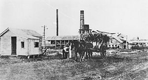 StateLibQld 2 394881 Horsedrawn cart at weighbridge infront of Qunaba Sugar Mill, Bundaberg, 1909