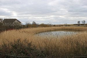 Suds pond at Cromar Drive - geograph.org.uk - 1756832