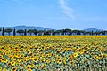 Sunflowers in bloom - Maremma Toscana - Italy - 25 June 2005