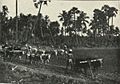 Teams of Bullocks Ploughing at Adyar