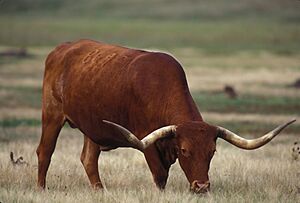 Texas Longhorn grazing (8426057223)