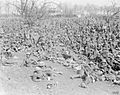 The Battle of Arras, April-may 1917 Q5111