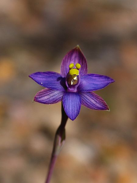 Thelymitra matthewsii