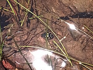 Thermonectus marmoratus (Dytiscidae), escarabajo buceador 0002