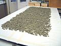 Thornbury Hoard Coins