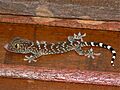 Tokay Gecko (Gekko gecko) juvenile (7846673724)