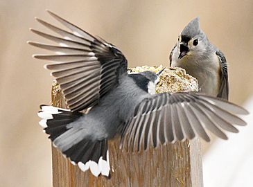 Tufted Titmouse (198018867)