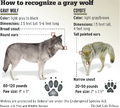 USFWS - How to recognise a gray wolf