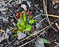 Venus flytrap on the Flytrap Trail