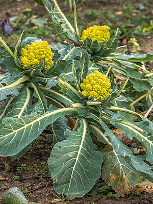 Vitoria - Huertas de Olarizu - Romanescu BT 01