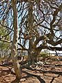 Weeping European Beech Tree, Captain Bangs Hallet House, Yarmouth, MA - April 21, 2012