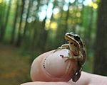 Western chorus frog.jpg