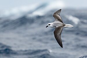 White-headed petrel 0A2A5989.jpg