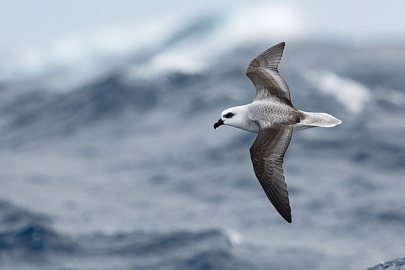 White-headed petrel 0A2A5989