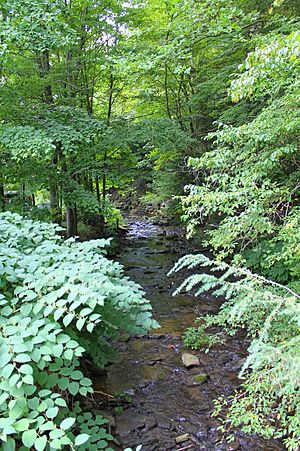 Whitelock Creek looking upstream