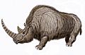 Wooly Rhino15