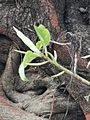 雀榕 Ficus superba var. japonica 20210717091156 01
