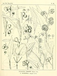 A critical revision of the genus Eucalyptus (Pl. 36) (7189631805)